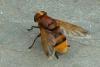 Volucella zonaria